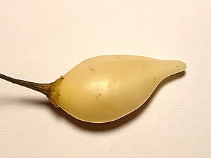 Răsad de ardei iute Biquinho White