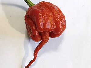 Seminţe de ardei iute Carolina Reaper Caramel