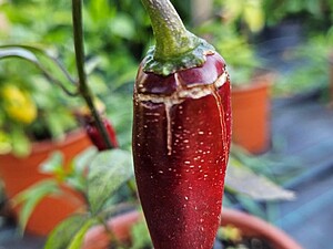Seminţe de ardei Jalapeno Mariachi