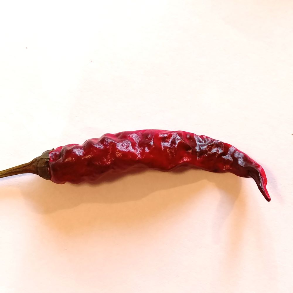 XA1000 Krishna Jolokia