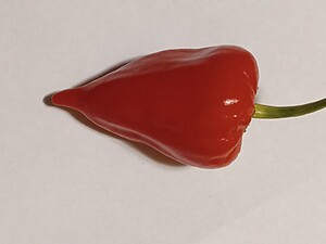 Seminţe de ardei Nagabon