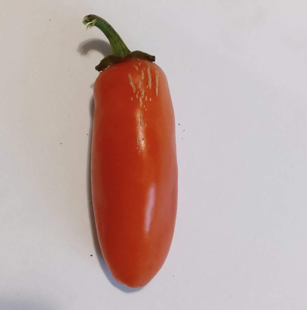 XA1000 Numex Orange Spice 3