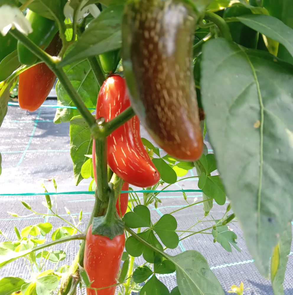 XA1000 Numex Orange Spice