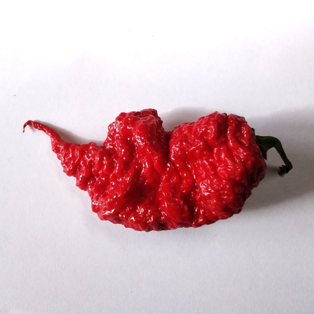 XA1000 Primortali Red