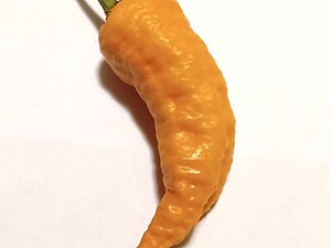 Răsad de ardei iute Space X