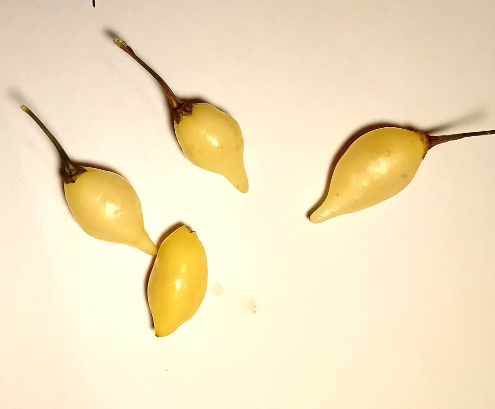 XAM100 Biquinho White