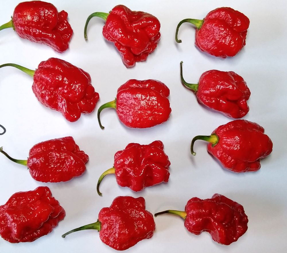 XAM1000 Armageddon Red