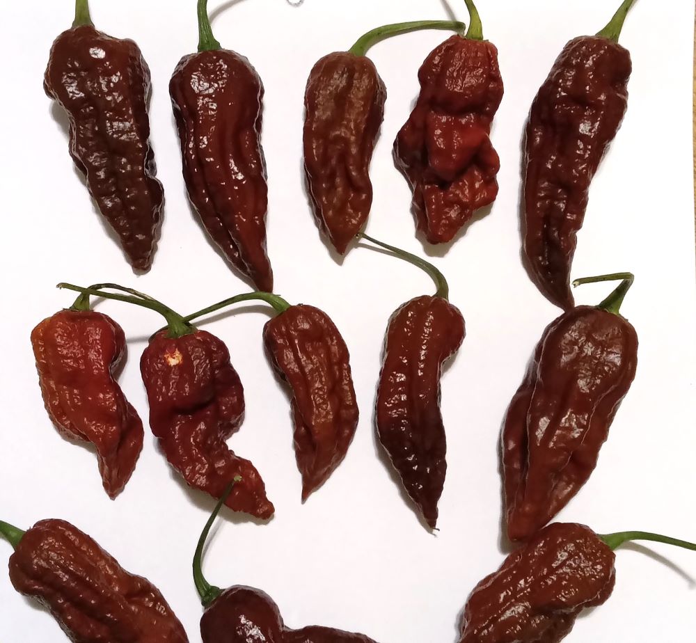 XAM1000 Bhut Jolokia Chocolate