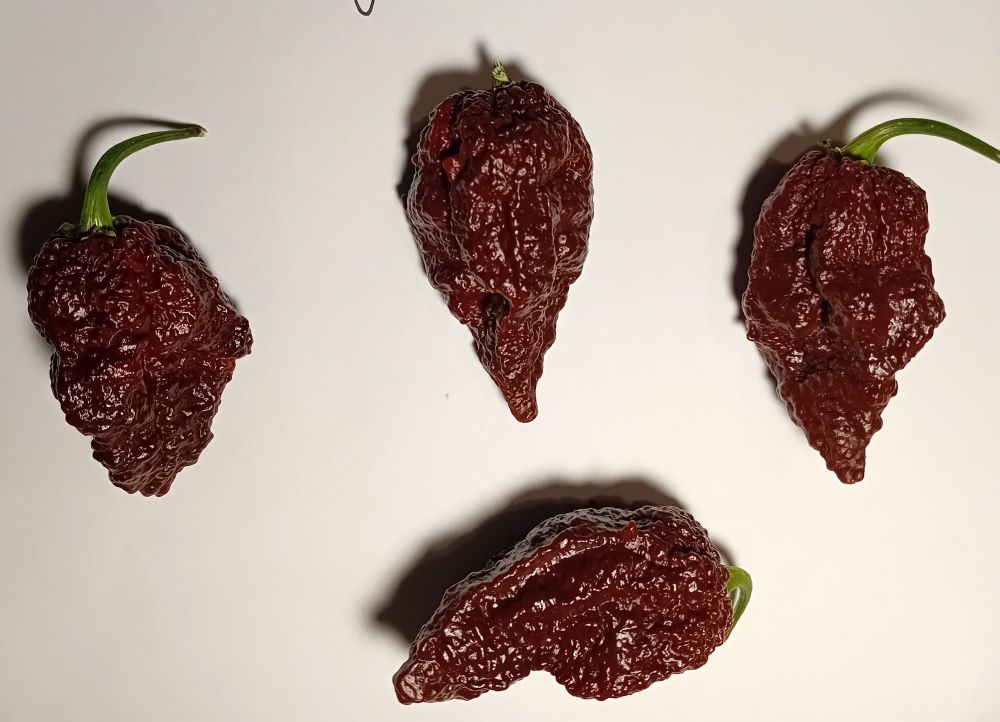 XAM1000 Big Mama Black