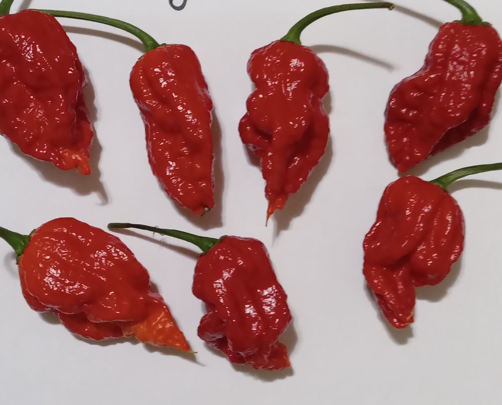 XAM1000 Big Mama Red