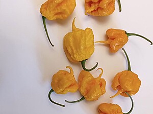 Seminţe de ardei iute Carolina Reaper Yellow