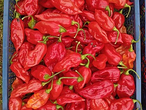 Ardei iute proaspăt Devil's Tongue Red