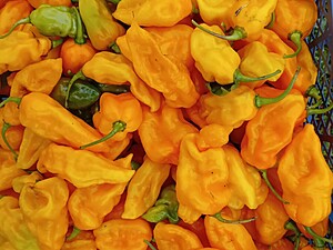 Ardei iute proaspăt Habanero Gambia Orange