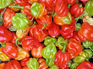 Ardei iute proaspăt Habanero Red Caribbean