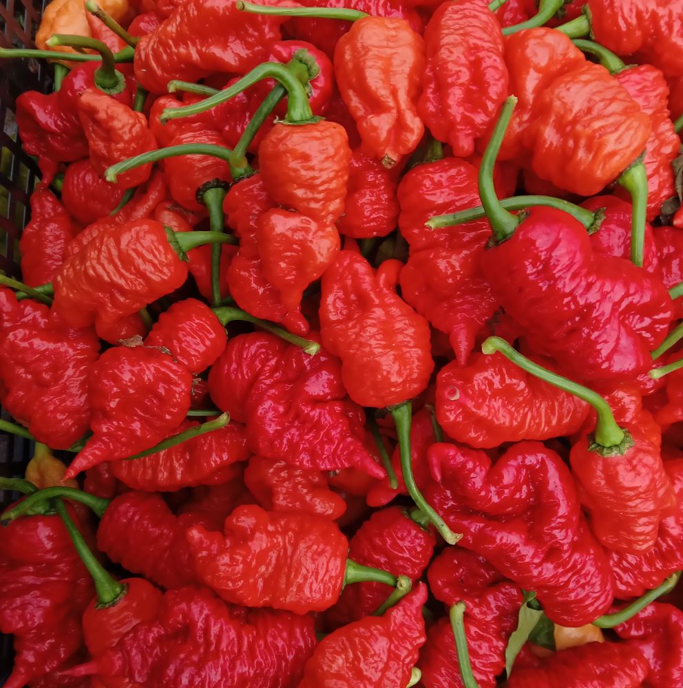 XL1000 Primortali Red