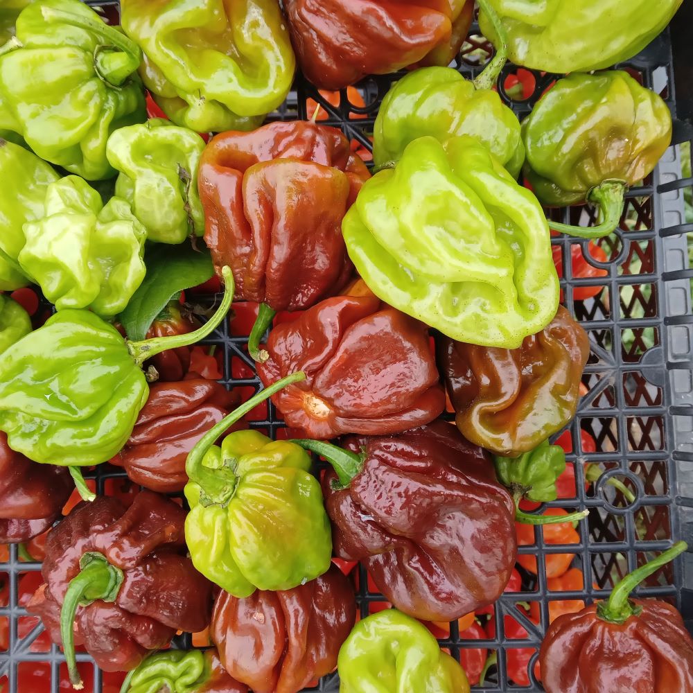 XL1000 Scotch Bonnet Giant Chocolate
