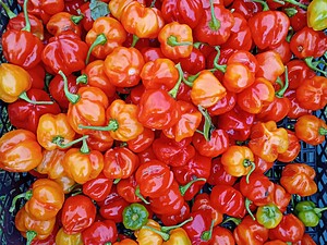 Ardei iute proaspăt Scotch Bonnet Mix