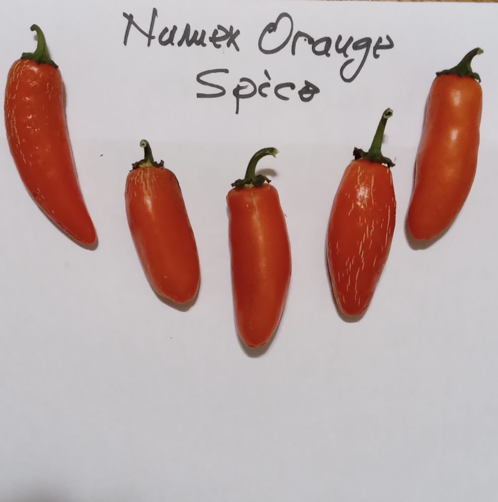 XM1000 Numex Orange Spice