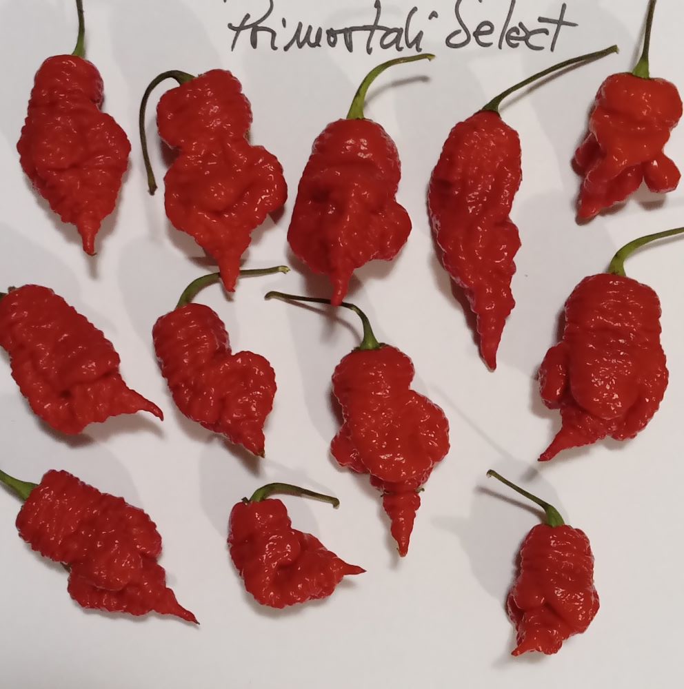 XM1000 Primortali Red 2