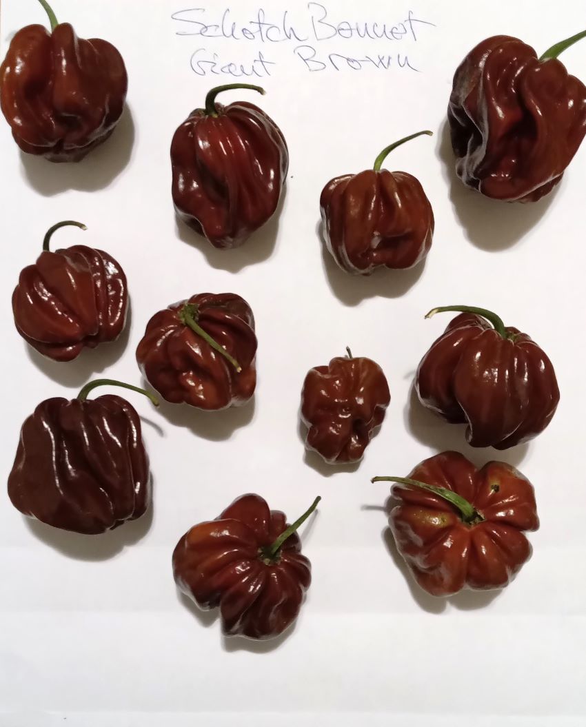 XM1000 Scotch Bonnet Giant Chocolate