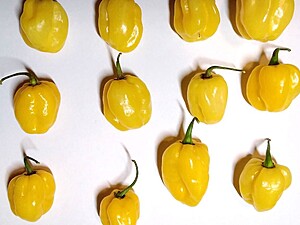 Ardei iute proaspăt Scotch Bonnet Orange