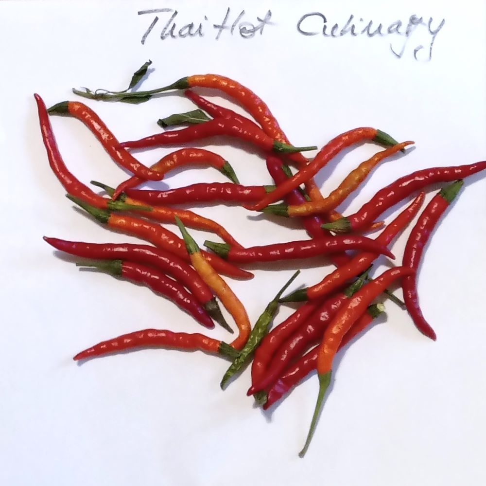 XM1000 Thai Hot Culinary Red