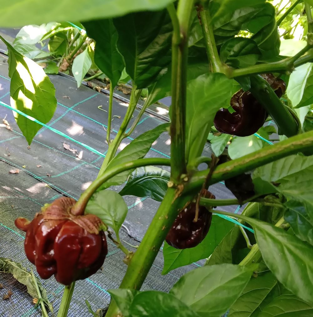 XP1000 BBG 7 RoughRider Chocolate