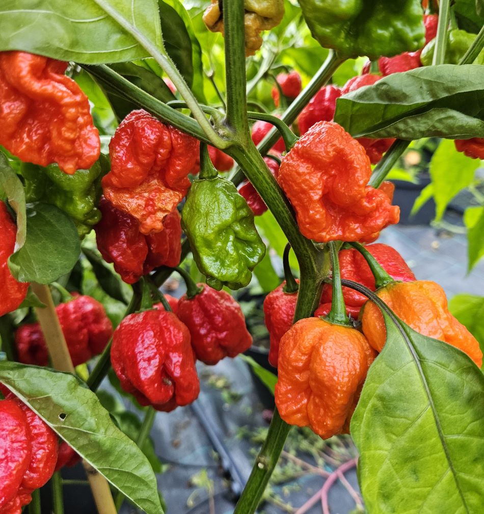 XT1000 Armageddon Red