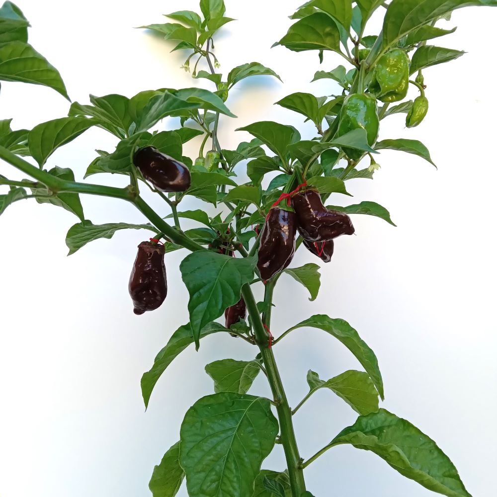 XT1000 BBG 7 RoughRider Chocolate