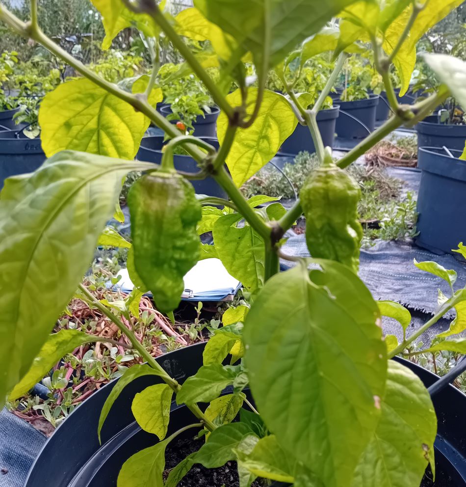 XT1000 Big Mama Black