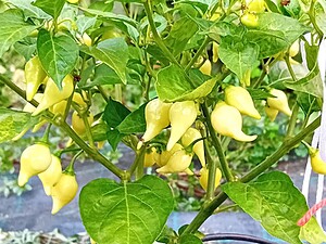 Răsad de ardei iute Biquinho Yellow