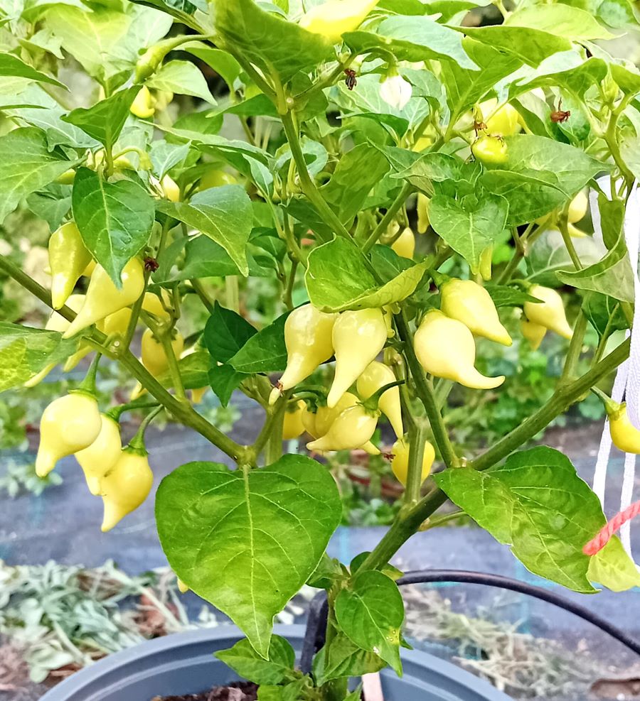 XT1000 Biquinho Yellow