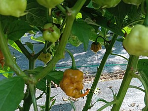 Ardei iute proaspăt Carolina Reaper Mustard