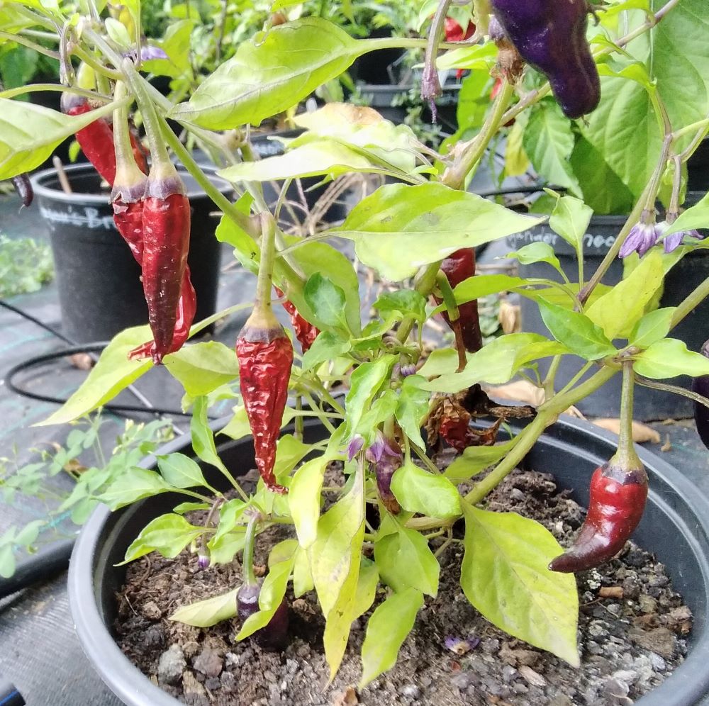 XT1000 Cayenne Purple Down