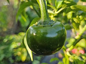 Răsad de ardei iute Cumra Cherry