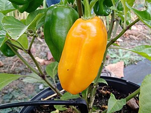 Ardei iute proaspăt Habanero Marobie