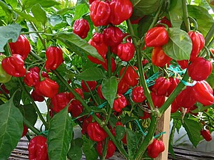 Ardei iute proaspăt Habanero Red