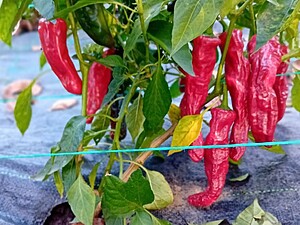 Ardei iute proaspăt New Mexico Hatch