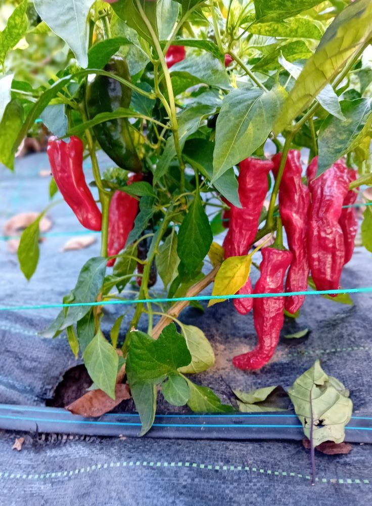 XT1000 New Mexico Hatch