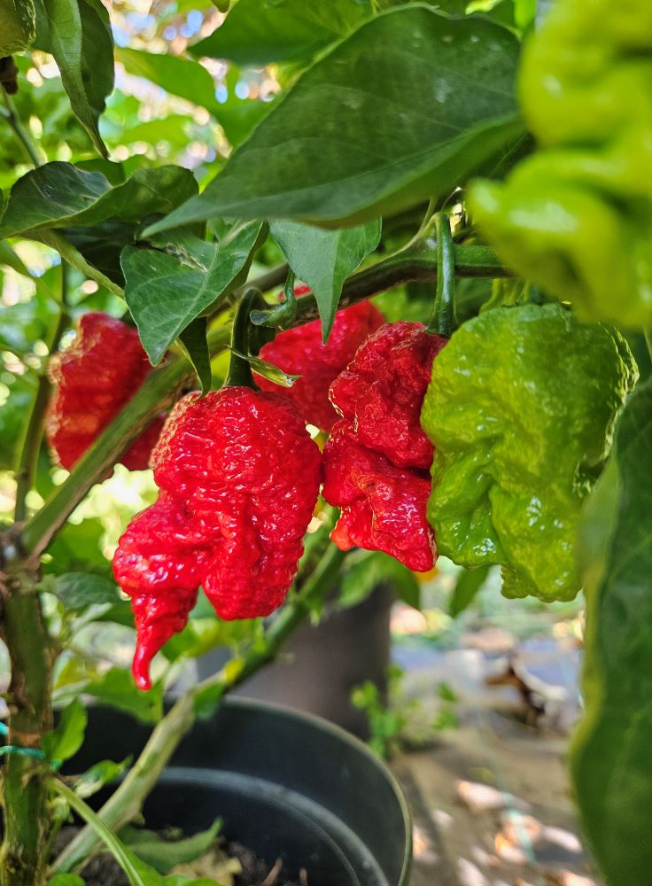 XT1000 Primortali Red 2