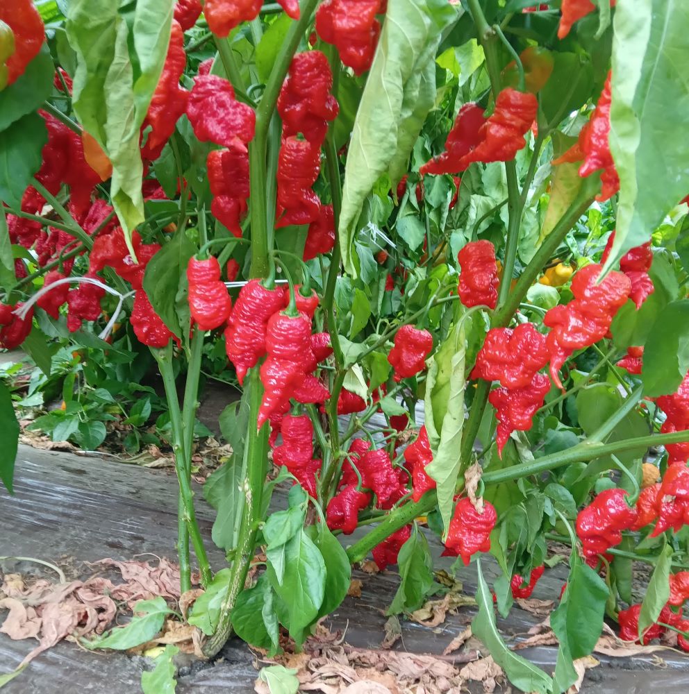 XT1000 Primortali Select