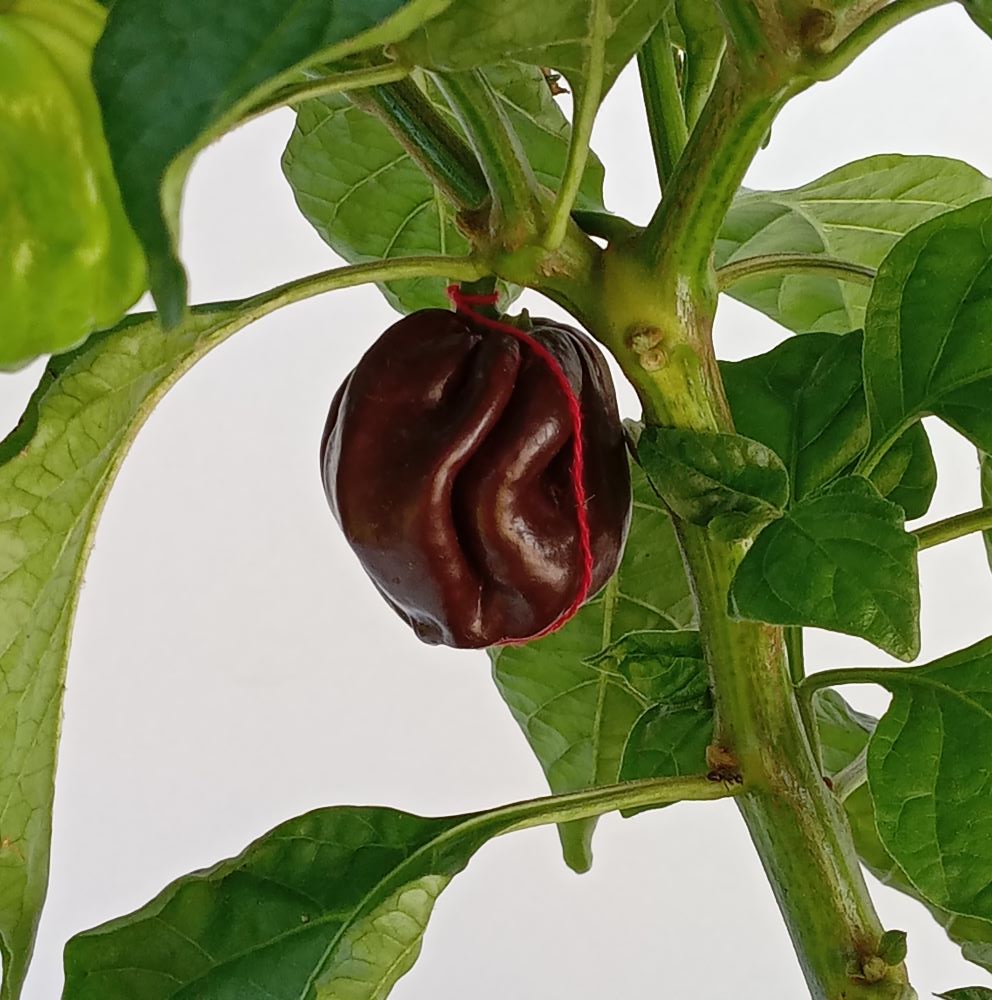 XT1000 Scotch Bonnet Giant Chocolate 2