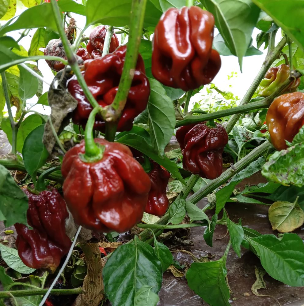 XT1000 Scotch Bonnet Giant Chocolate