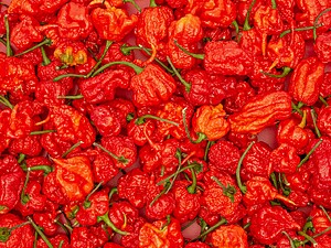 Ardei iute proaspăt Carolina Reaper Red