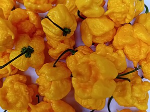 Ardei iute proaspăt Trinidad Moruga Scorpion Yellow