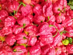 Ardei iute proaspăt Hurt Berry