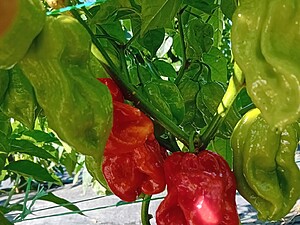 Ardei iute proaspăt Aji Umba Red
