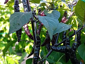 Ardei iute proaspăt Murupi Purple