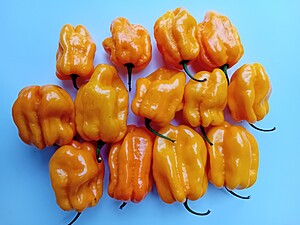 Seminţe de ardei iute Habanero Montego Bay