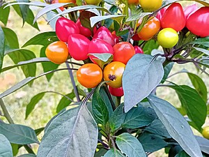 Seminţe de ardei iute Black Pearl